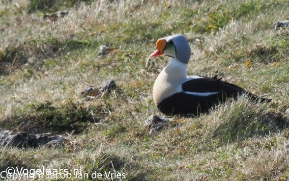 Koningseider