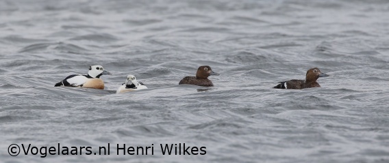 Stellers Eider