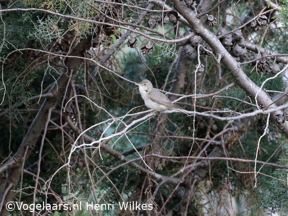 Oostelijke Vale Spotvogel