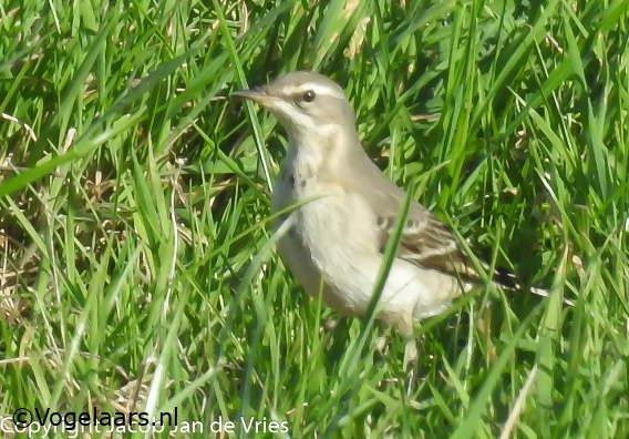 Oostelijke Gele Kwikstaart