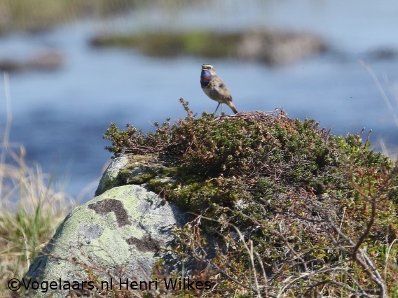 Roodgesterde Blauwborst