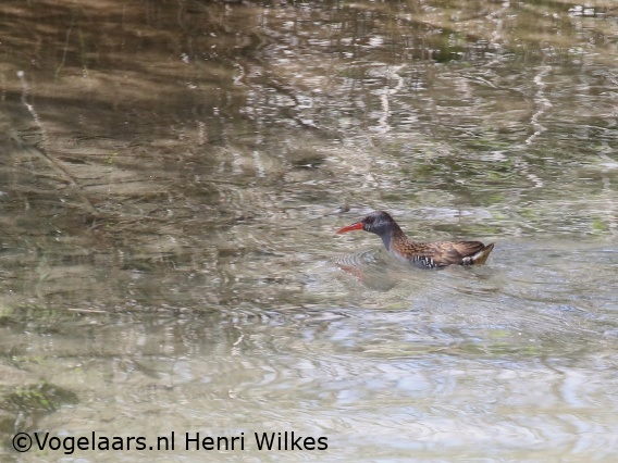 Waterral