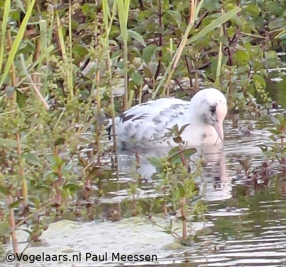 Meerkoet