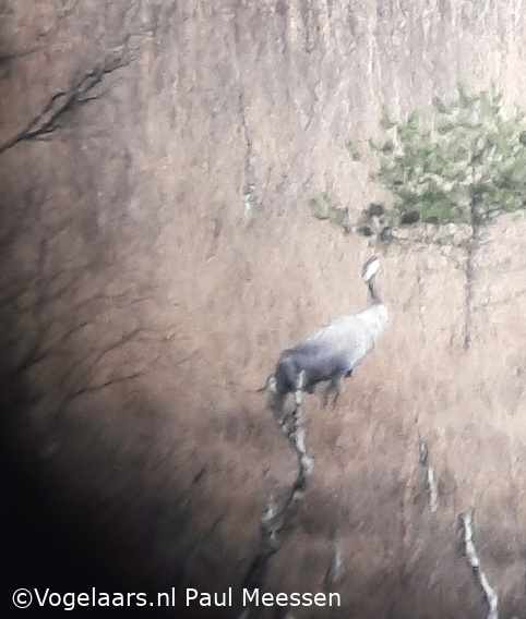 Kraanvogel