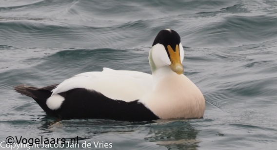 Noordelijke Eider