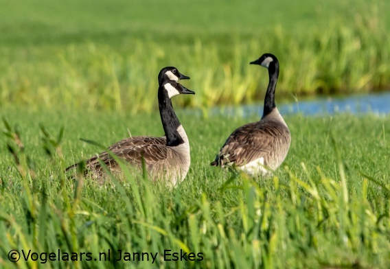 Grote Canadese Gans