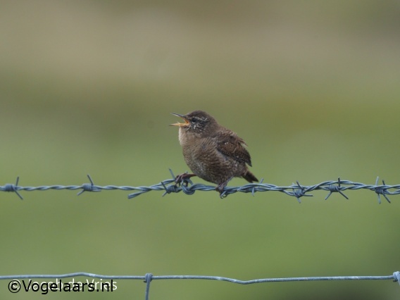 Shetland Winterkoning