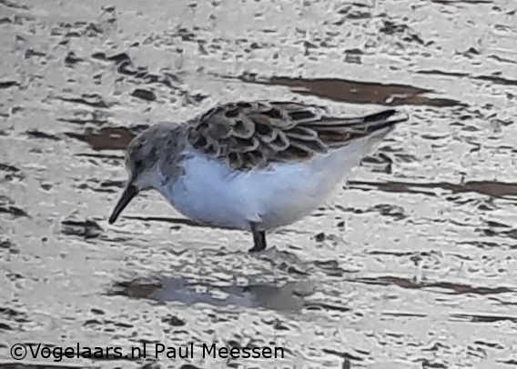 Kleine Strandloper