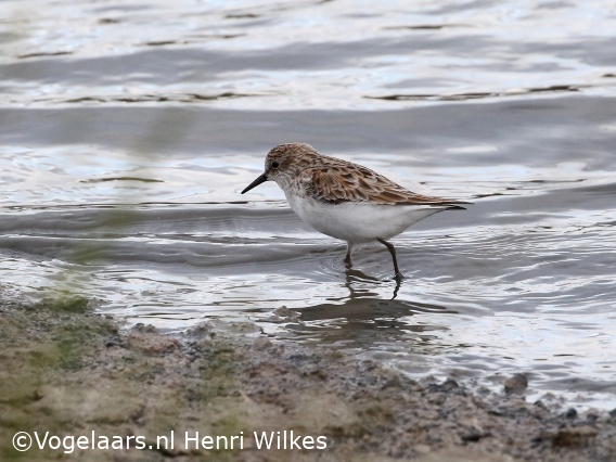Kleine Strandloper