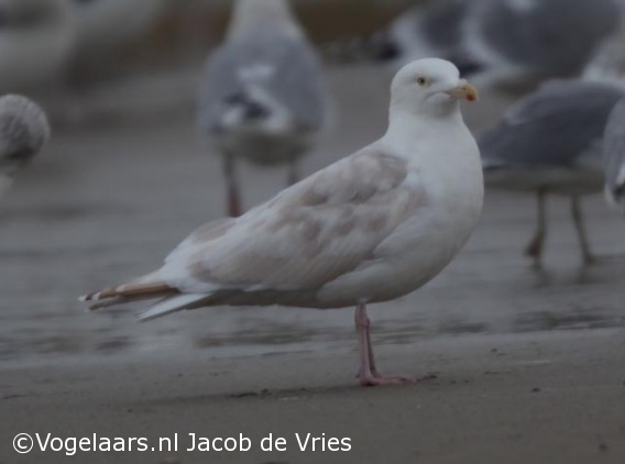 Zilvermeeuw