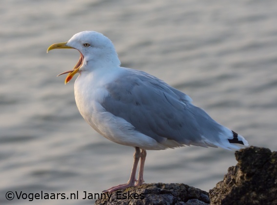 Zilvermeeuw