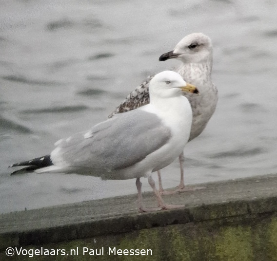 Zilvermeeuw