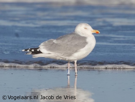 Zilvermeeuw