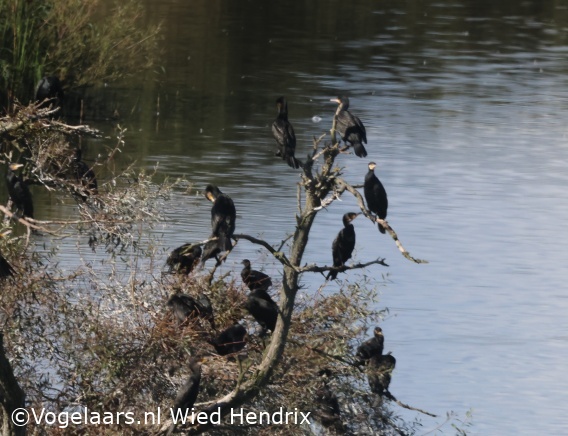 Aalscholver