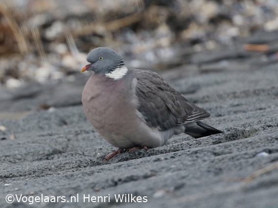 Houtduif